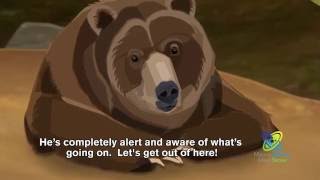 How Do Bears Hibernate [upl. by Leblanc]