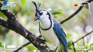 Burung white throated magpie jay quotmuray jayquot suka menghampiri manusia [upl. by Marsden]