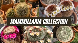 My Mammillaria Cactus Collection [upl. by Eelymmij]