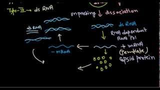 10 Replication of dsRNA virus [upl. by Welby514]