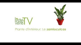 Plante dintérieur Le zamioculcas [upl. by Amsirahc]