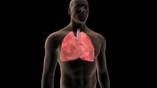 Lung Cancer Prevention [upl. by Ramma120]