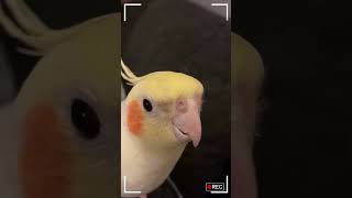 Adorable Cockatiel Performs Catchy Tunes  Cockatiel Whistle Song Delight [upl. by Ajad449]