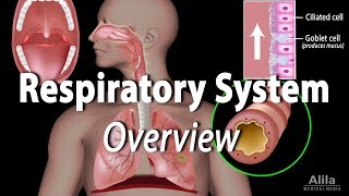 Overview of the Respiratory System Animation [upl. by Gillian]