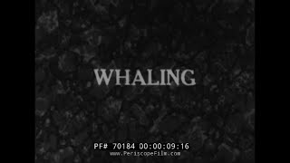 1920s SILENT WHALING FILM HARPOONING WHALES 70184 [upl. by Grayce463]