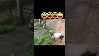 comedy viralvideo viralshorts explore dog fighting cow reels instgram dogfight quetta [upl. by Cimbura]