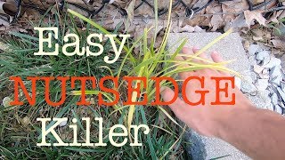 How to get rid of Nutsedge in the lawn [upl. by Jolynn]