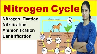 Nitrogen Cycle  Nitrogen Fixation Nitrification Ammonification Assimilation Denitrification [upl. by Smoot]