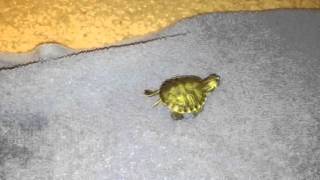 New Baby Turtles YELLOW BELLY SLIDERS [upl. by Ettenot]