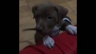 Filhote de Cachorro chorando [upl. by Dnomsad315]