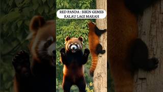 Red Panda yang Bikin Gemes Kalau Lagi Marah [upl. by Ivette32]