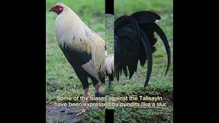 Grey Gamefowl Breed Talisayin [upl. by Ramoj]