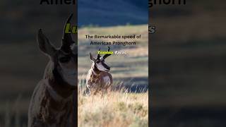 Pronghorn The Remarkable Speed pleasesubscribe wildlifewonders [upl. by Kcinom]