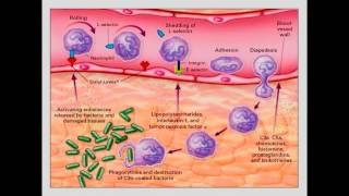 Moléculas de adhesión Migración leucocitos [upl. by Aisac457]