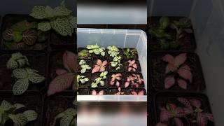 How To Grow Fittonia For Beginners [upl. by Jelle]