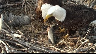 Minnesota DNR eagle camera [upl. by Ecnahs]