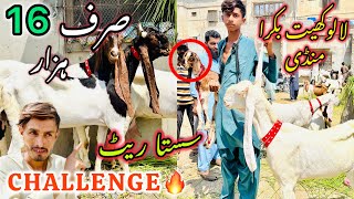 Lalukhet Bakra Mandi Latest Update  29 September 2024  Bakra Mandi [upl. by Iam801]