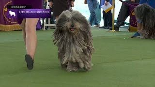 Bergamasco Sheepdogs  Breed Judging 2023 [upl. by Ardnwahs]