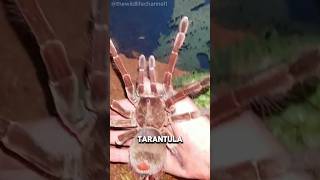 quotGoliath BirdEating Tarantula The Giant of the Jungle [upl. by Behlau]