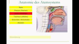 Atmungssystem [upl. by Huai]