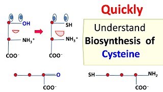 Cysteine biosynthesis [upl. by Maryellen155]