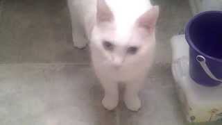 Chase the deaf cat vibrating his tail [upl. by Ram]