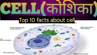 Incredible Facts About Cells [upl. by Solracsiul]