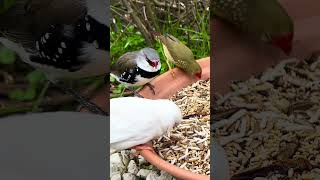 Star finch zebra finch and diamond firetail finch bird birds finch aviary nature [upl. by Noiraa]