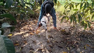 man and dog with mating [upl. by Brandice]