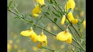 Cytisus scoparius Fabaceae Scotch broom [upl. by Lesab]