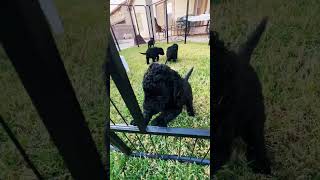 Get me ot of here dog puppy doglover curlycoatedretriever pets love puppies fyp funny [upl. by Anaig365]