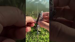 Go fishing！！fishing fishinglife lurefishing foryou fishingfun fishingaddict fishingvideos [upl. by Hetty]