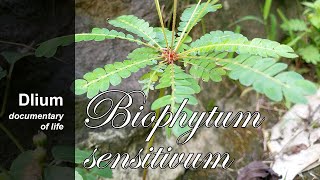 Krambilan Biophytum sensitivum  part 3 [upl. by Alberik812]