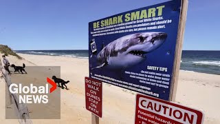 Great white shark sightings increasing along Canada’s east coast [upl. by Shelah]