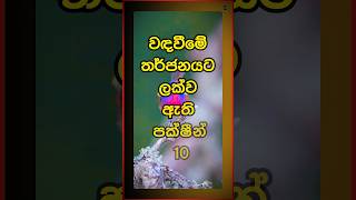 වඳවීමේ තර්ජනයට ලක්ව ඇති පක්ෂීන් 10 top10 sinhala viral shorts [upl. by Nav]