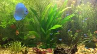 Corydoras Sterbai Care Sterbai Corys [upl. by Kcor]