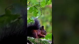 Fascinating Facts About Squirrels Natures Agile Acrobats [upl. by Nanam395]