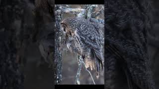 A Great Grey Owl eating nature animals cute amazing shorts [upl. by Campman]