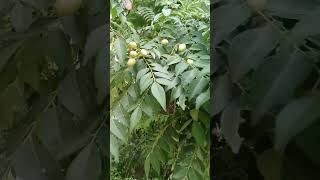 amezing benefits of Kari leaves helth helthtips helthydrink shortvideo shorts [upl. by Lemraj]