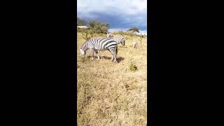 Zebras grazing baby zebra [upl. by Aleck]