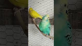 LINDO PERIQUITO AUSTRALIANO OPALINO periquito birdsshortsraibowbudgiesbudgiesavespetpets [upl. by Reiche]