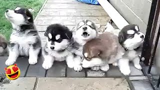 Cute Puppies Howling Compilation [upl. by Eric]