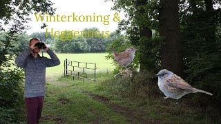 Vogel beginnerscursus deel 2 6  Winterkoning amp Heggenmus [upl. by Sima]