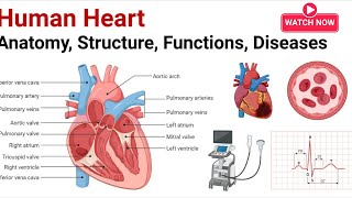 Human heartMechanism of regulation of human Heart [upl. by Leupold]