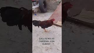 Gallito Kelso cardenal con Albany saliendo de pluma [upl. by Rashida618]