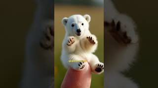 Small and cute moving polar bear  Beruang kutub kecil Lucu cutepolarbear bear beruangkutub [upl. by Ilowell]