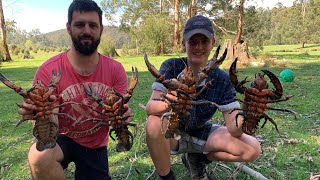 Good haul of fresh water crayfish [upl. by Timmi49]