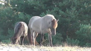 De ponyweide “Baronie Cranendonck” in Soerendonk [upl. by Hudgens619]