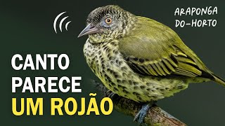 CANTO INTRIGANTE da ARAPONGADOHORTO e outras aves da Mata Atlântica  Passarinhando na floresta [upl. by Freedman]