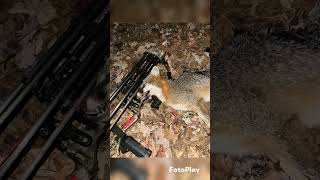 1st day of fox season in Pa 2024 animalhunting foxhunting hunting predatorhunting [upl. by Richela]